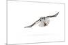 Hawk owl (Surnia ulula) in flight, Finland. March-Danny Green-Mounted Photographic Print