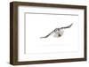 Hawk owl (Surnia ulula) in flight, Finland. March-Danny Green-Framed Photographic Print