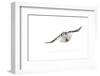 Hawk owl (Surnia ulula) in flight, Finland. March-Danny Green-Framed Photographic Print