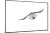 Hawk owl (Surnia ulula) in flight, Finland. March-Danny Green-Mounted Photographic Print