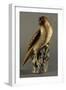 Hawk, Polychrome Enamel Porcelain Statue-null-Framed Giclee Print