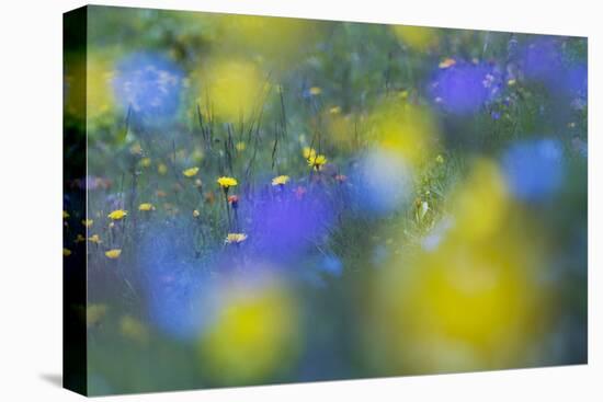 Hawk's Beard (Crepis Aurea) and (Crepis Bocconei) in Flower, Liechtenstein, June 2009-Giesbers-Stretched Canvas