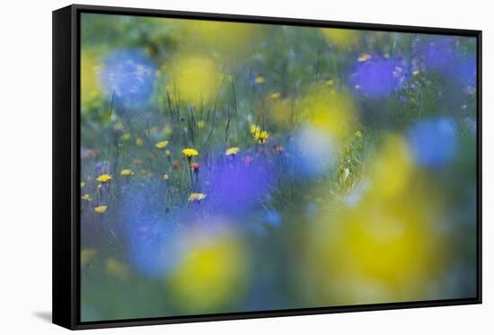 Hawk's Beard (Crepis Aurea) and (Crepis Bocconei) in Flower, Liechtenstein, June 2009-Giesbers-Framed Stretched Canvas