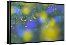 Hawk's Beard (Crepis Aurea) and (Crepis Bocconei) in Flower, Liechtenstein, June 2009-Giesbers-Framed Stretched Canvas