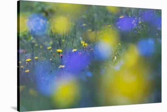 Hawk's Beard (Crepis Aurea) and (Crepis Bocconei) in Flower, Liechtenstein, June 2009-Giesbers-Stretched Canvas