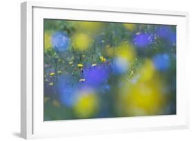 Hawk's Beard (Crepis Aurea) and (Crepis Bocconei) in Flower, Liechtenstein, June 2009-Giesbers-Framed Photographic Print