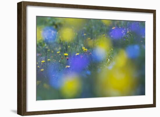 Hawk's Beard (Crepis Aurea) and (Crepis Bocconei) in Flower, Liechtenstein, June 2009-Giesbers-Framed Photographic Print