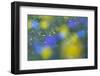 Hawk's Beard (Crepis Aurea) and (Crepis Bocconei) in Flower, Liechtenstein, June 2009-Giesbers-Framed Photographic Print