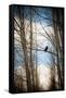 Hawk Silhouette-Erin Berzel-Framed Stretched Canvas