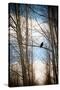 Hawk Silhouette-Erin Berzel-Stretched Canvas