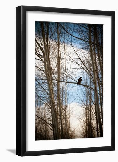 Hawk Silhouette-Erin Berzel-Framed Art Print