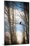 Hawk Silhouette-Erin Berzel-Mounted Art Print