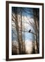 Hawk Silhouette-Erin Berzel-Framed Art Print