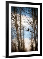 Hawk Silhouette-Erin Berzel-Framed Art Print