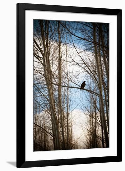 Hawk Silhouette-Erin Berzel-Framed Art Print