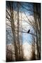 Hawk Silhouette-Erin Berzel-Mounted Art Print