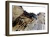 Hawk Swoop-Karen Williams-Framed Photographic Print