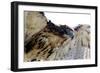 Hawk Swoop-Karen Williams-Framed Photographic Print