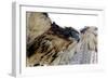 Hawk Swoop-Karen Williams-Framed Photographic Print