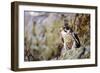 Hawk-null-Framed Photographic Print