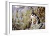 Hawk-null-Framed Photographic Print