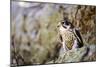 Hawk-null-Mounted Photographic Print