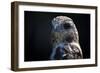 Hawk-Gordon Semmens-Framed Photographic Print