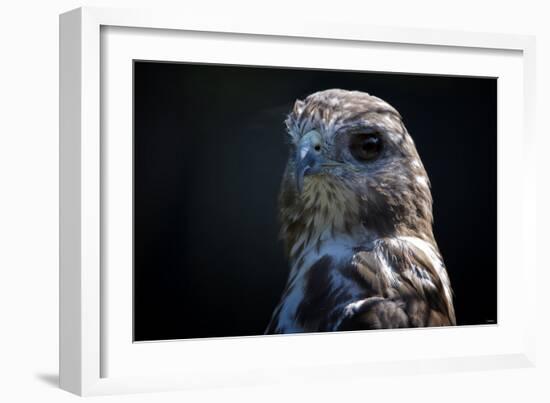 Hawk-Gordon Semmens-Framed Photographic Print