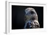 Hawk-Gordon Semmens-Framed Photographic Print