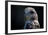 Hawk-Gordon Semmens-Framed Photographic Print