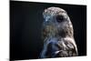 Hawk-Gordon Semmens-Mounted Photographic Print