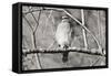 Hawk-Bruce Nawrocke-Framed Stretched Canvas