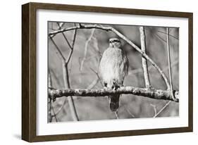 Hawk-Bruce Nawrocke-Framed Art Print