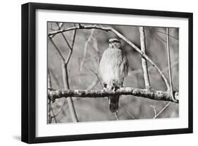 Hawk-Bruce Nawrocke-Framed Art Print