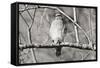 Hawk-Bruce Nawrocke-Framed Stretched Canvas