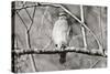 Hawk-Bruce Nawrocke-Stretched Canvas