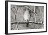 Hawk-Bruce Nawrocke-Framed Art Print