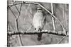 Hawk-Bruce Nawrocke-Stretched Canvas