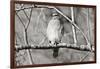 Hawk-Bruce Nawrocke-Framed Art Print