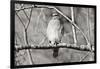 Hawk-Bruce Nawrocke-Framed Art Print