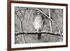 Hawk-Bruce Nawrocke-Framed Art Print