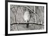 Hawk-Bruce Nawrocke-Framed Art Print