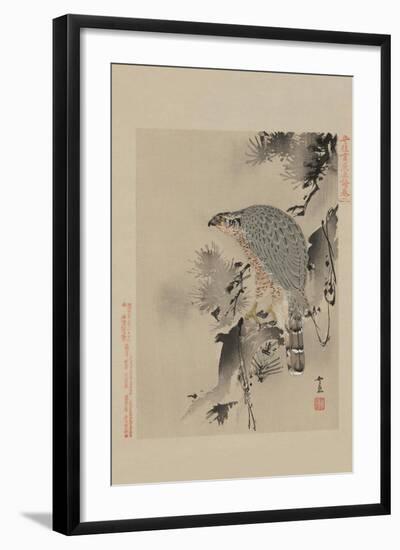 Hawk-null-Framed Art Print