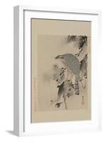 Hawk-null-Framed Art Print