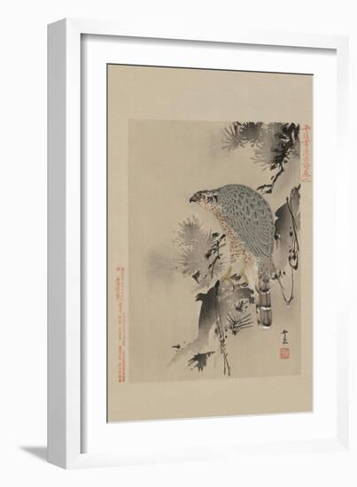 Hawk-null-Framed Art Print