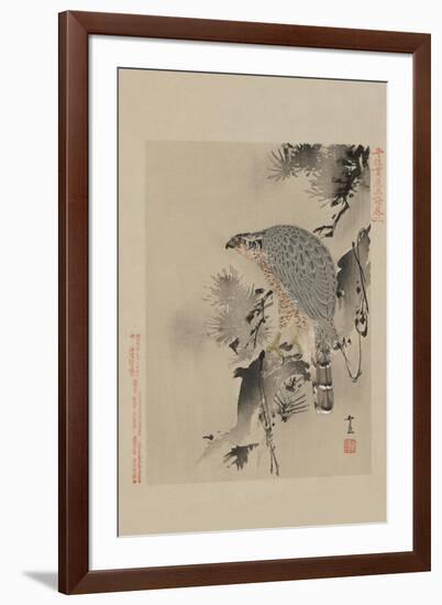 Hawk-null-Framed Art Print