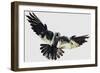 Hawk-null-Framed Giclee Print