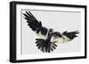 Hawk-null-Framed Giclee Print