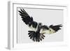 Hawk-null-Framed Giclee Print