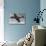 Hawker Sea Hawk-null-Stretched Canvas displayed on a wall